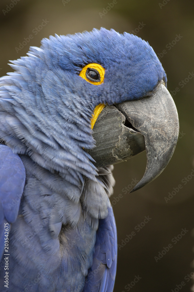 Obraz premium Lears Macaw (Anodorhynchus leari)