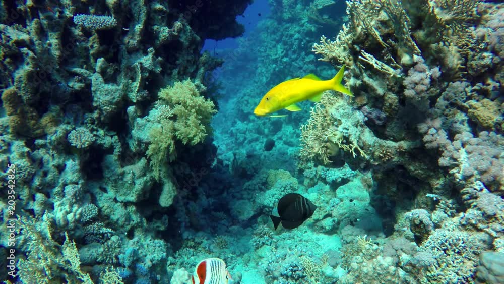 Video shooting at a shallow depth. The corals and tropical fish. Video shooting at a shallow depth. The corals and tropical fish.