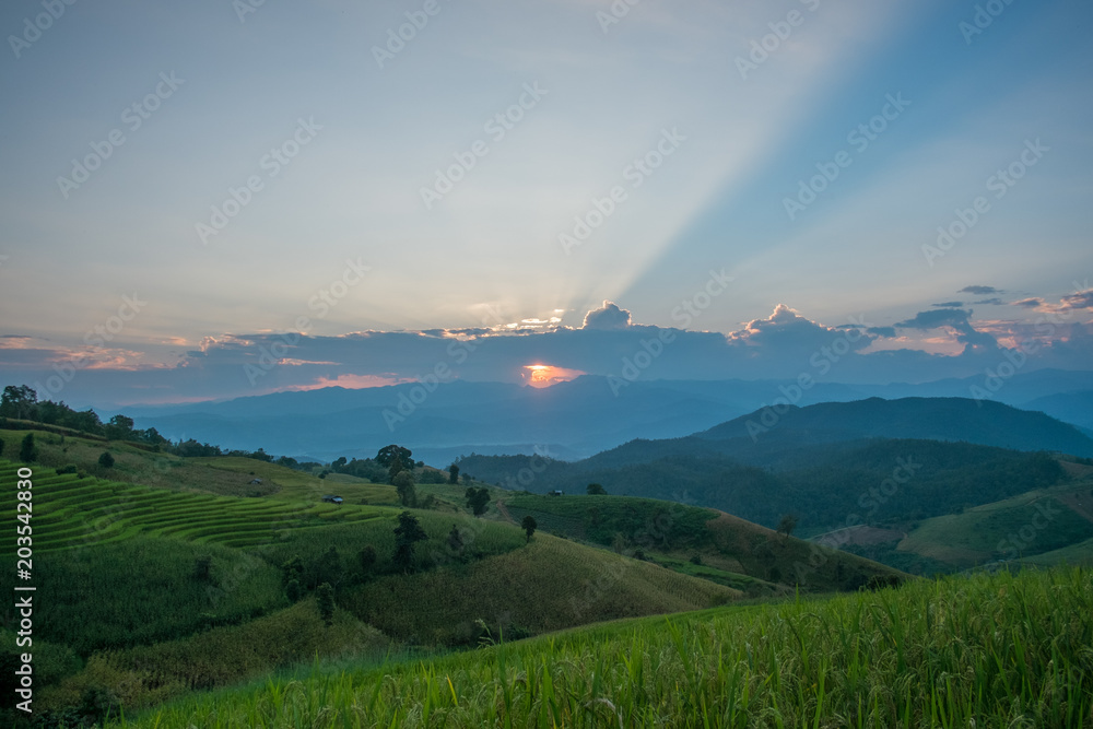 Beautiful sunset ray in rice terrace field at Banpabongpieng, Thailand. Beautiful sunset ray in rice terrace field at Banpabongpieng, Thailand.