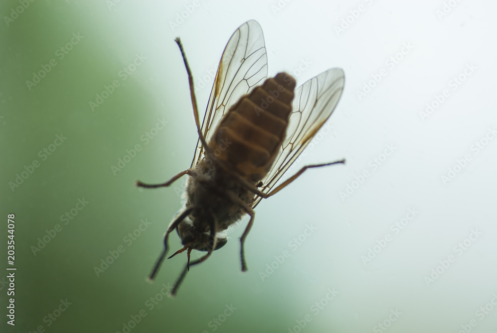 Fototapeta premium アブ