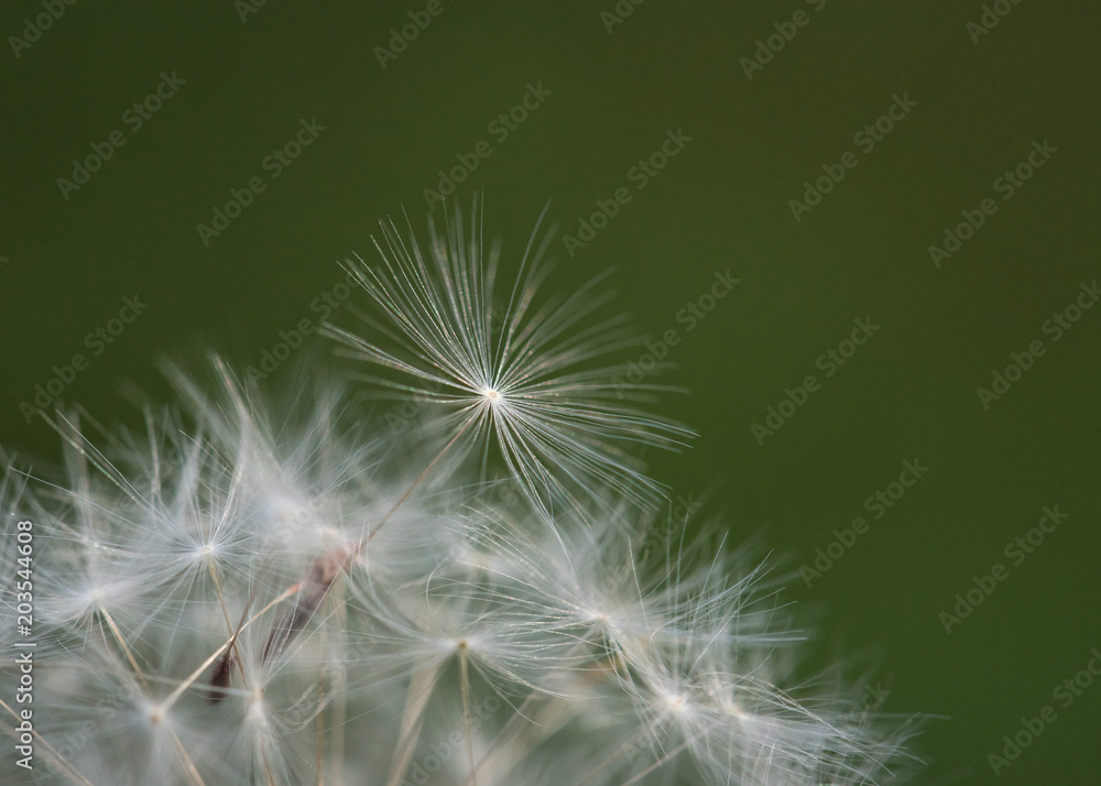 Fototapeta premium Macro Dandelion Seed Atop Puff with Green Background