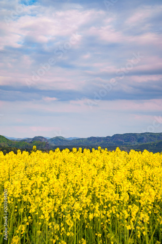 Rapeseed field in sunset