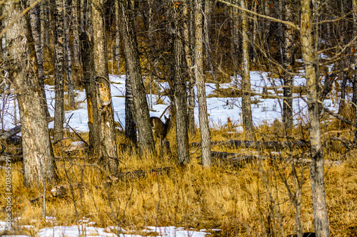 Mule deer in the woods, Banff National Park, Alberta, Canada photo