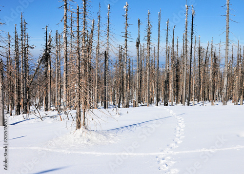 Bayerischer Wald tote Bäume Borkenkäfer Winter