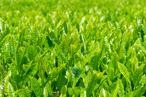 新茶の季節お茶摘み直前のお茶畑
