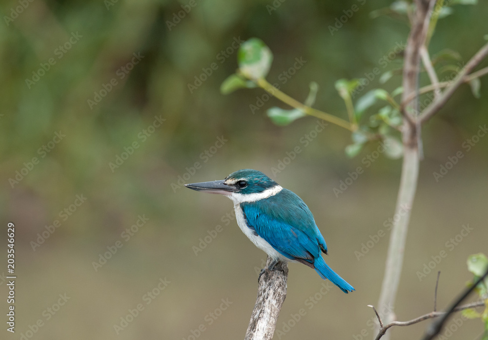 Collared Kingfisher; Todiramphus chloris