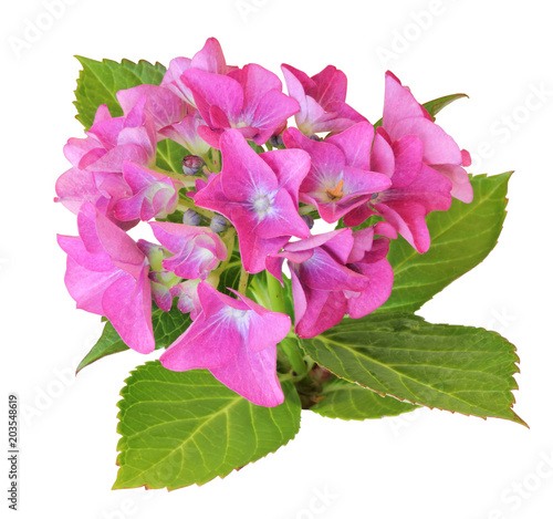 Beautiful Hydrangea (Hortensia, Hortensie) isolated on white background, including clipping path. Germany