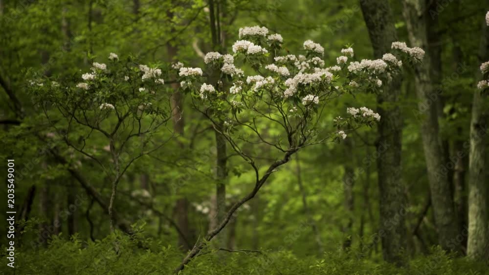 Closeup slider to the left of a lone blooming mountain laurel tree in the forest. Closeup slider to the left of a lone blooming mountain laurel tree in the forest.
