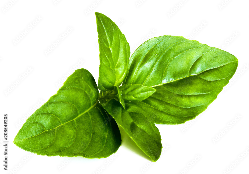 Basil leaves Basil leaves