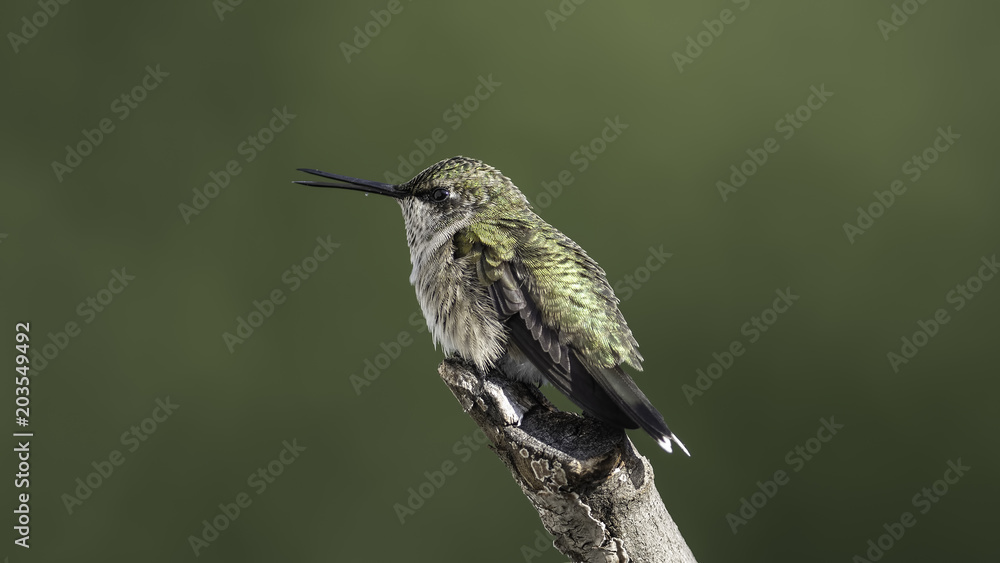 Naklejka premium Chattering Hummingbird