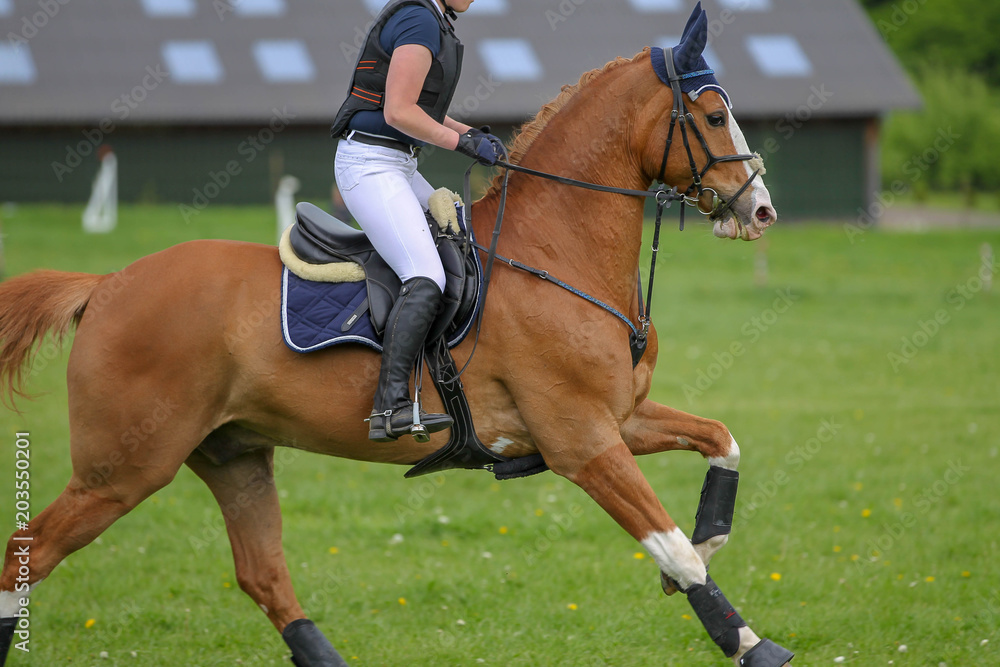 Horse (Thoroughbred) Galloping on a meadow from the side photographed at a eventing tournament.. Horse (Thoroughbred) Galloping on a meadow from the side photographed at a eventing tournament..
