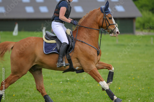 Horse (Thoroughbred) Galloping on a meadow from the side photographed at a eventing tournament.. © RD-Fotografie