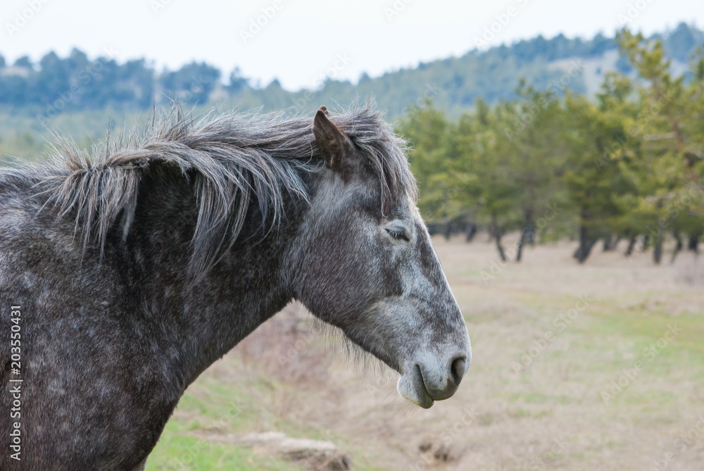 Obraz premium horse