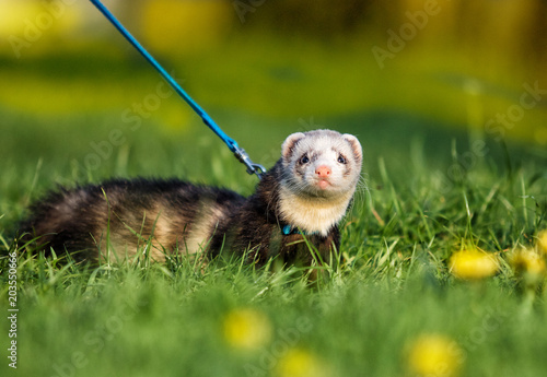 ferret in the grass photo