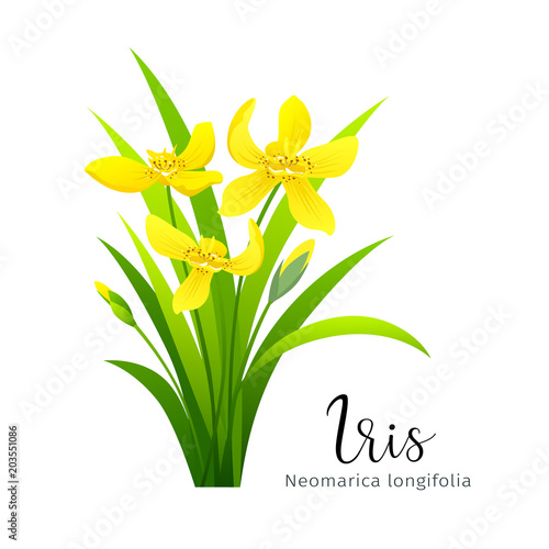 Vector iris yellow flower, isolated on white background, vector illustration