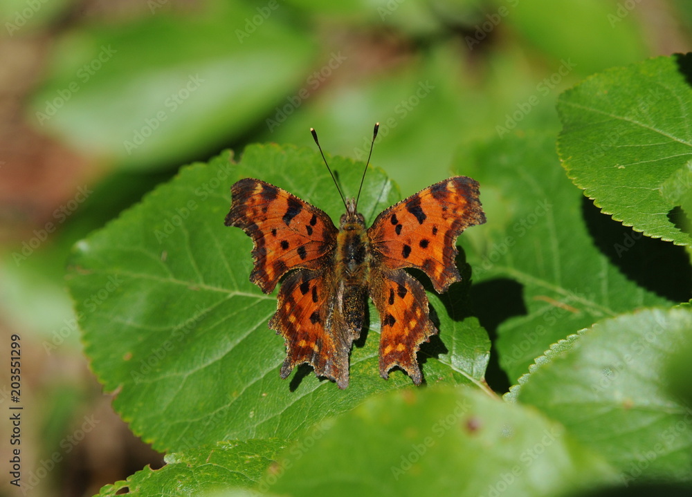 Obraz premium C-Falter im Garten