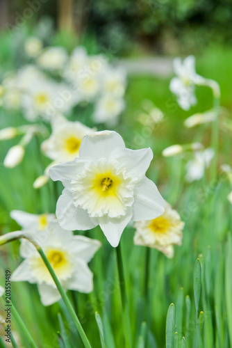 Yellow daffodils flower beds  first spring flowers in the garden