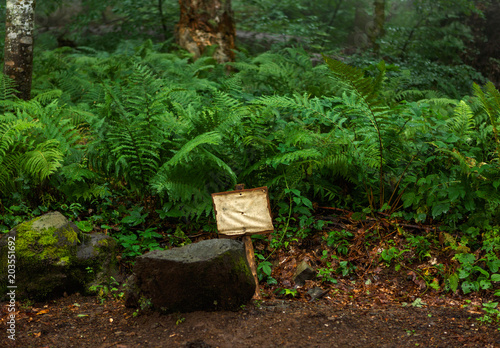 Photo of fern in forest