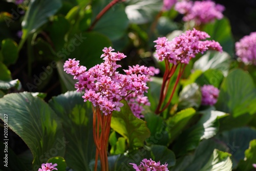 Foto Bergenia stracheyi (Himaraya yukinoshita)