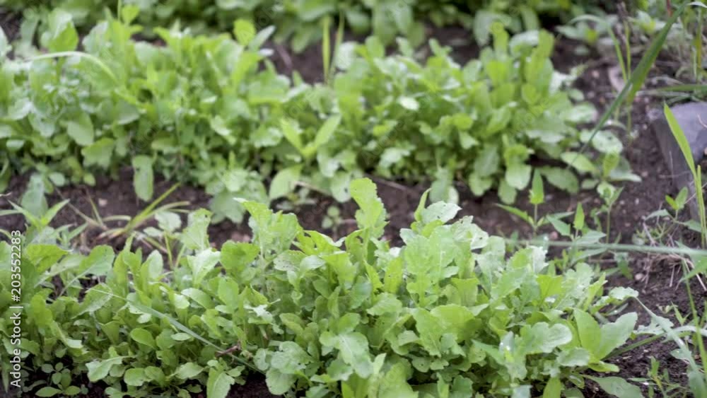 Dolly shot of arugula growing in a garden. Dolly shot of arugula growing in a garden.