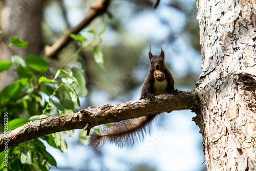 Cute squirrel eating a walnut on a branch