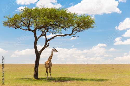 animals, nature and african wildlife concept - one giraffe standing under a tree in maasai mara national reserve savanna photo