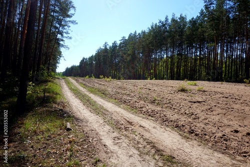 Fotografija A sandy dirt road through a pine forest