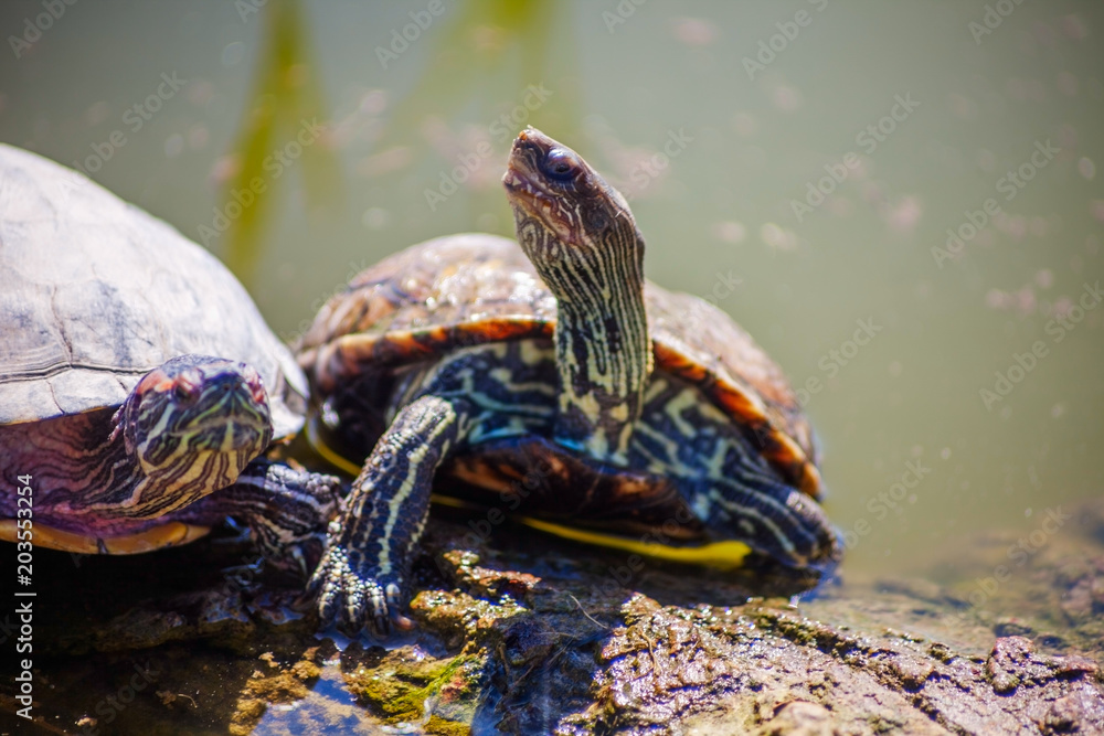 Turtle