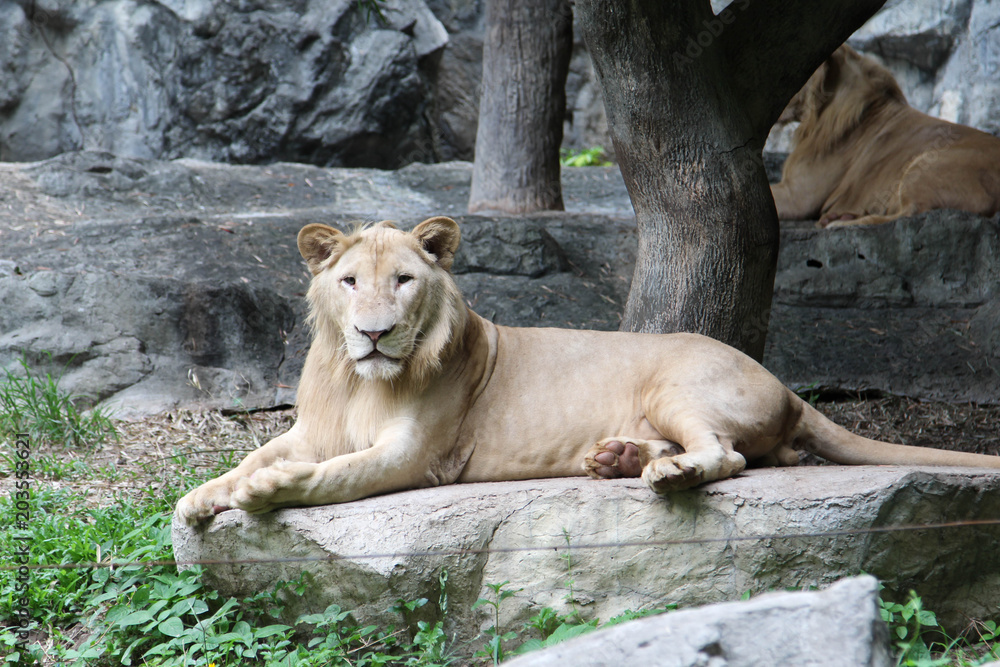 The lion relax on a big rock in the zoo. The lion relax on a big rock in the zoo.