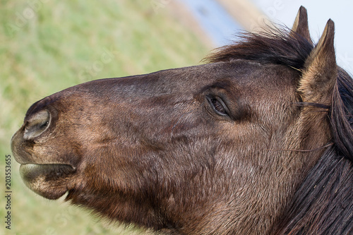 Closeup photo portrait of a Konik wild horse 