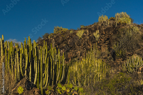 View to euphorbia cactuses and rocks in Barranco de las Salinas near Armenime, Adeje, Tenerife.