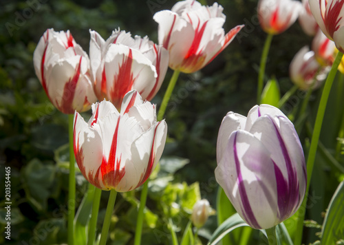 Striped tulips photo