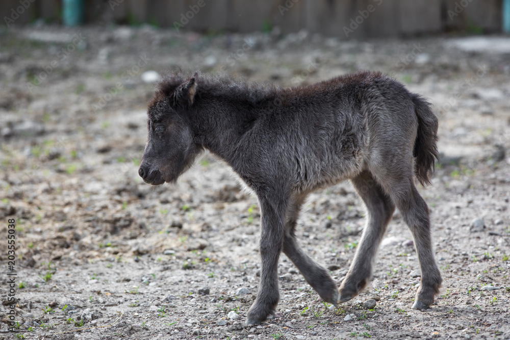 Fototapeta premium foal in the wild