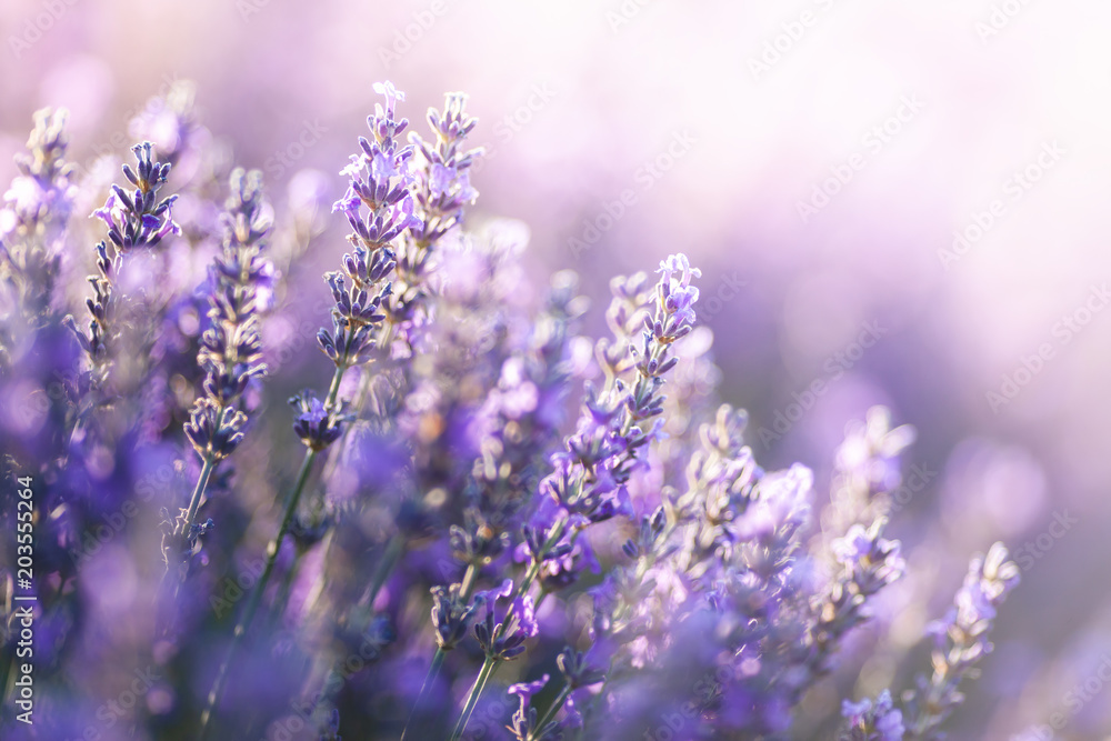 Close-up view of Lavender in Provence, France - obrazy, fototapety, plakaty 