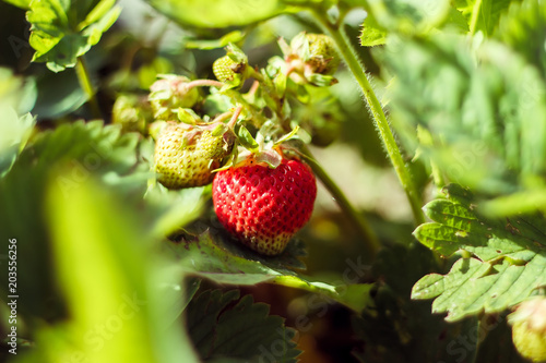 Close-up of green and ripe strawberries on a bed