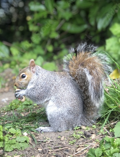 Squirrel eating a nut