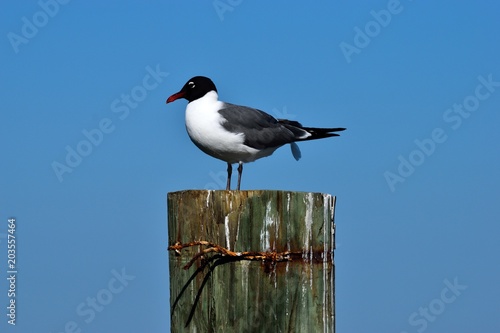 Laughing Gull in the wild resting on a piling 