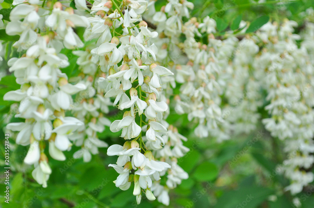 Acacia tree flowers blooming in the spring. Acacia flowers branch with a green background Acacia tree flowers blooming in the spring. Acacia flowers branch with a green background