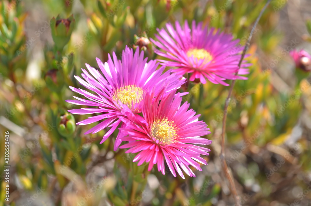 Obraz premium beautiful pink flowers