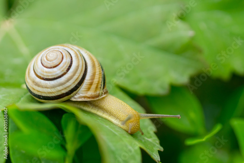 Close up macro of snail creeping on green leafs