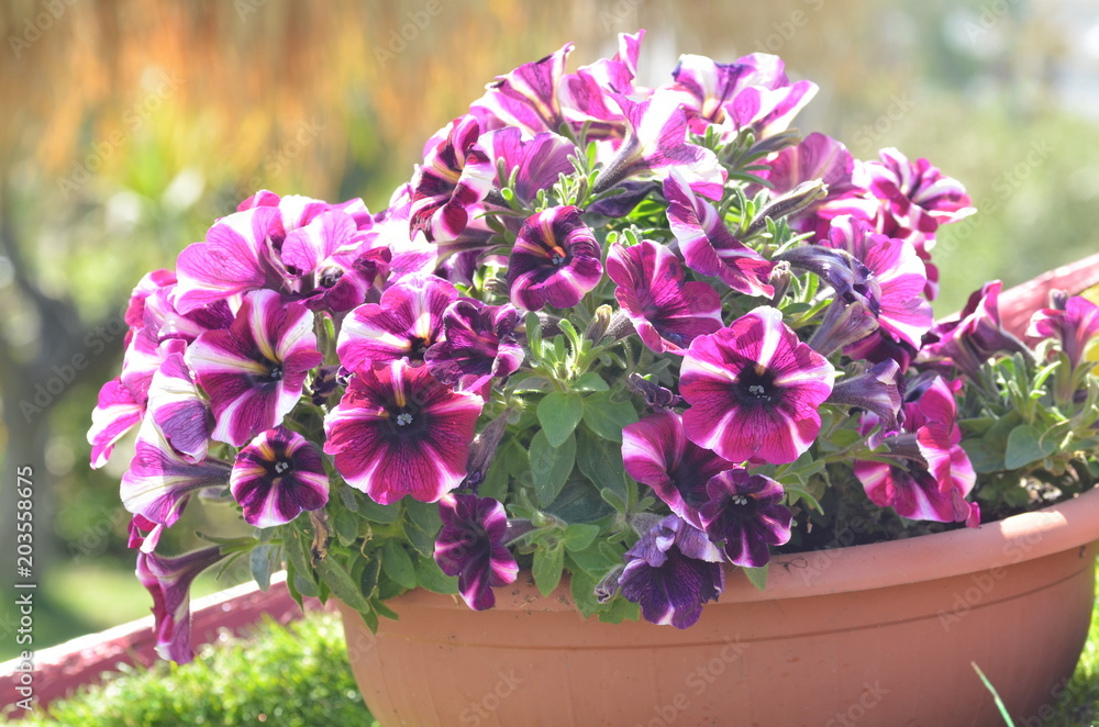 beautiful pink flowers beautiful pink flowers