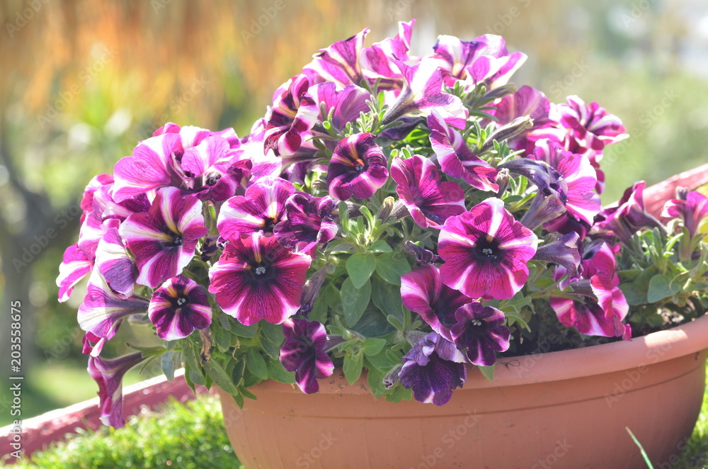 beautiful pink flowers