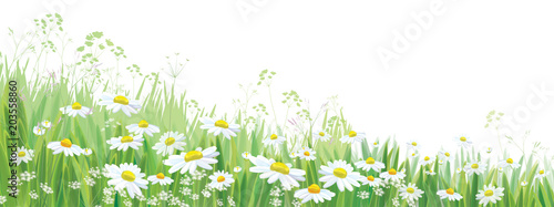 Vector  blossoming daisy flowers  field, nature border isolated. photo