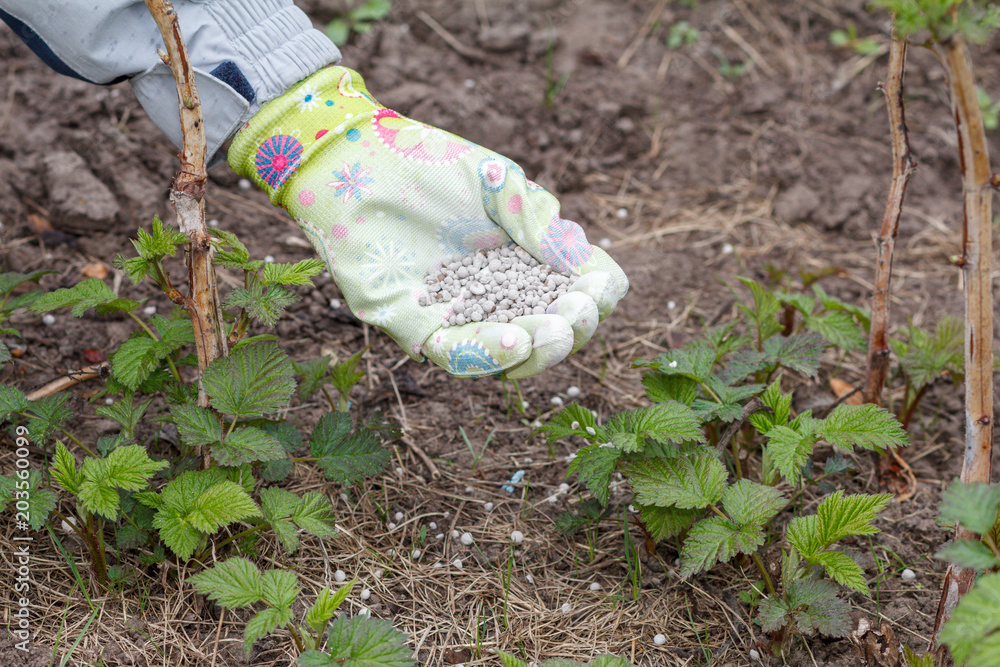 Naklejka premium Farmer hand dressed in a glove giving chemical fertilizer to soil next to the raspberry bushes in the garden