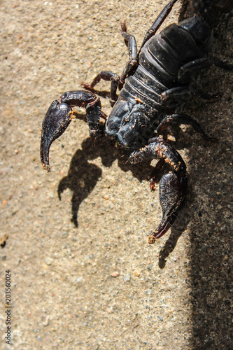 live black scorpion  Emperor Scorpion 