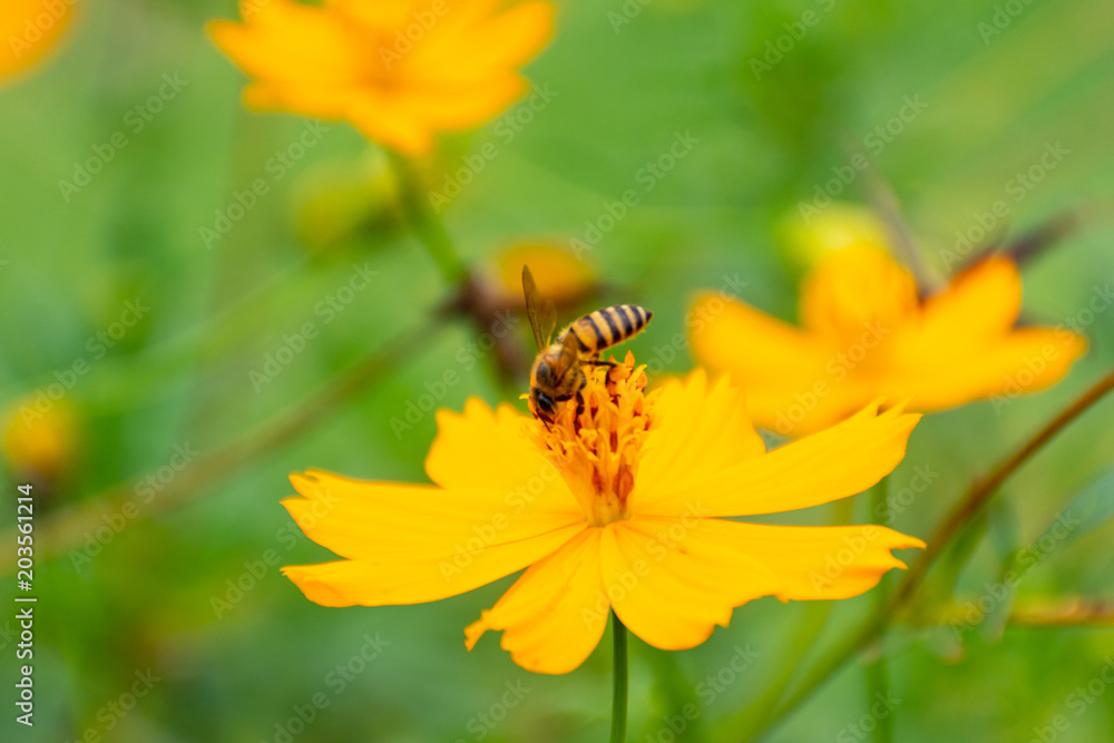 Bee on flower pollen in the leg. Bee on flower pollen in the leg.