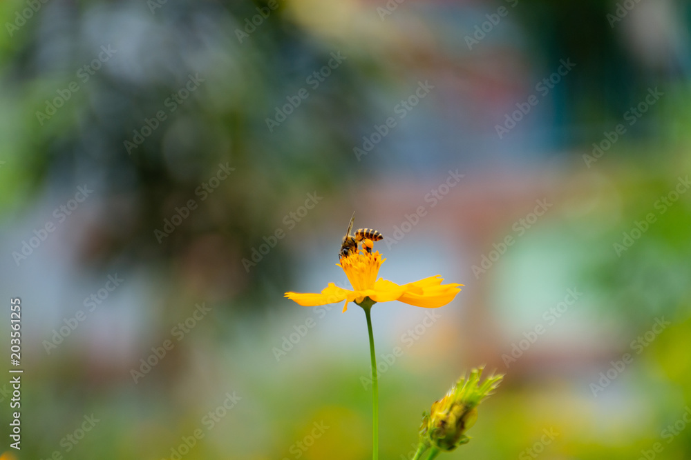 Bee on flower pollen in the leg. Bee on flower pollen in the leg.