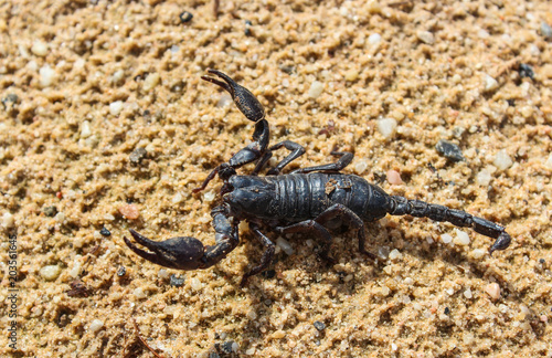 live black scorpion (Emperor Scorpion) © NOTE OMG