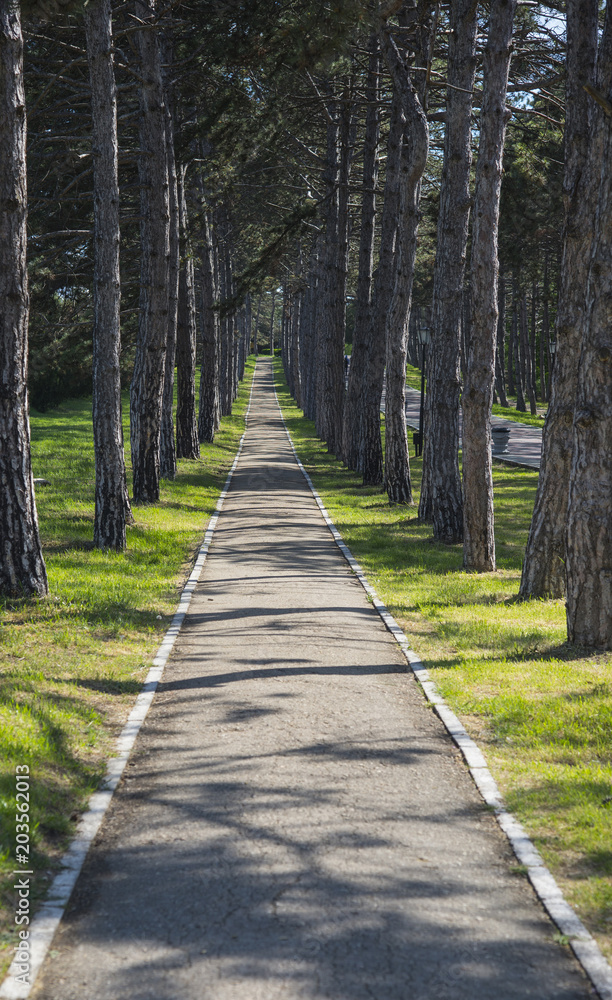 Alley among the pines in Sapun Mountain. Sevastopol, Crimea