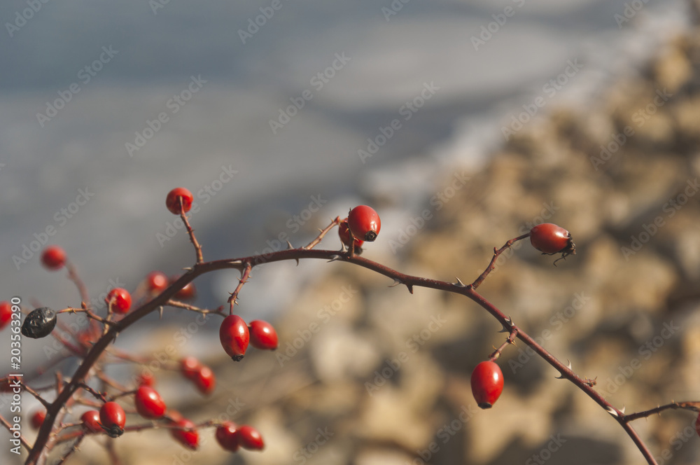 The detail of hip as a shrub with berries and rocky beach of the lake in the background.
